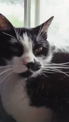 Reunited Male Cat last seen  Overlook Point apmts , West Valley City, UT 84119