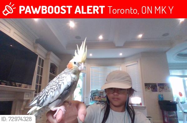 Lost Female Bird last seen Bayview and finch, Toronto, ON M2K 2Y2