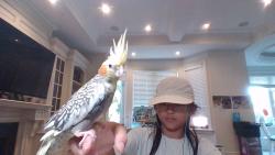 Lost Female Bird last seen Bayview and finch, Toronto, ON M2K 2Y2