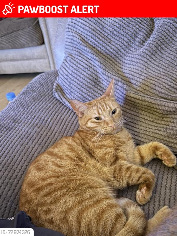 Lost Male Cat last seen Near bishopdae close grosvenor park , Lancaster, England LA3 3SU