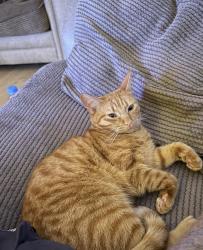 Lost Male Cat last seen Near bishopdae close grosvenor park , Lancaster, England LA3 3SU