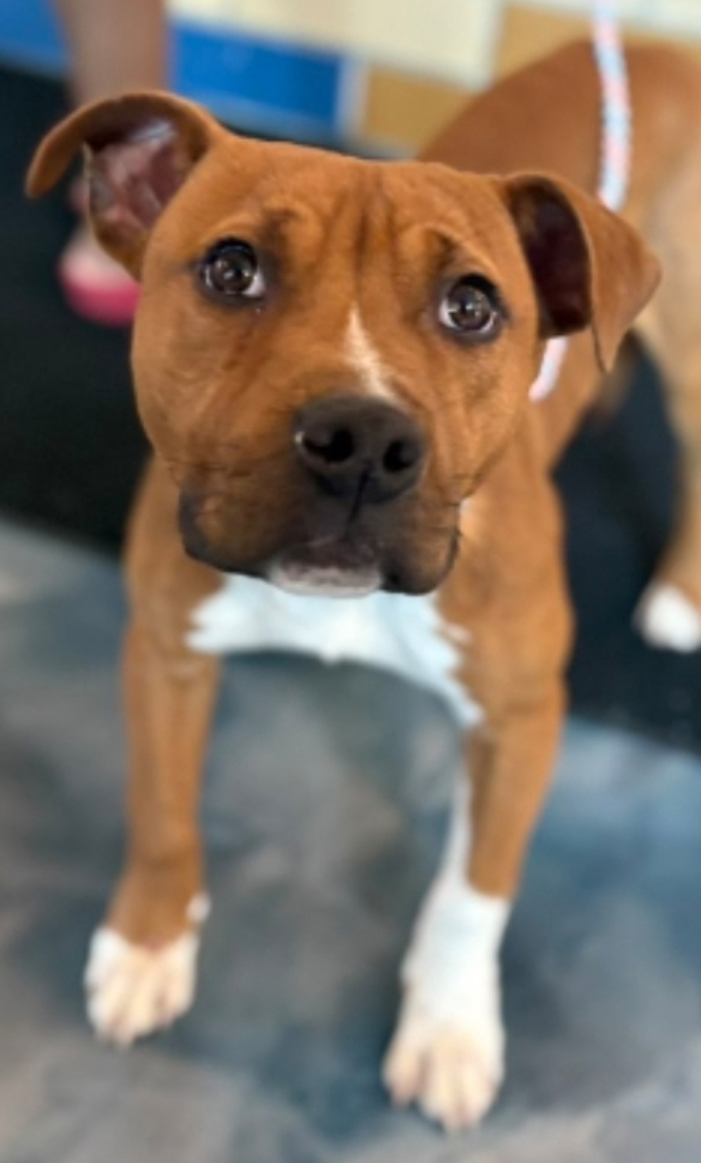 Shelter Stray Male Dog last seen Cloverdale Ave & Majestic Ave Royal Oak Township, MI 48220, FERNDALE, MI, 48220, Pontiac, MI 48341