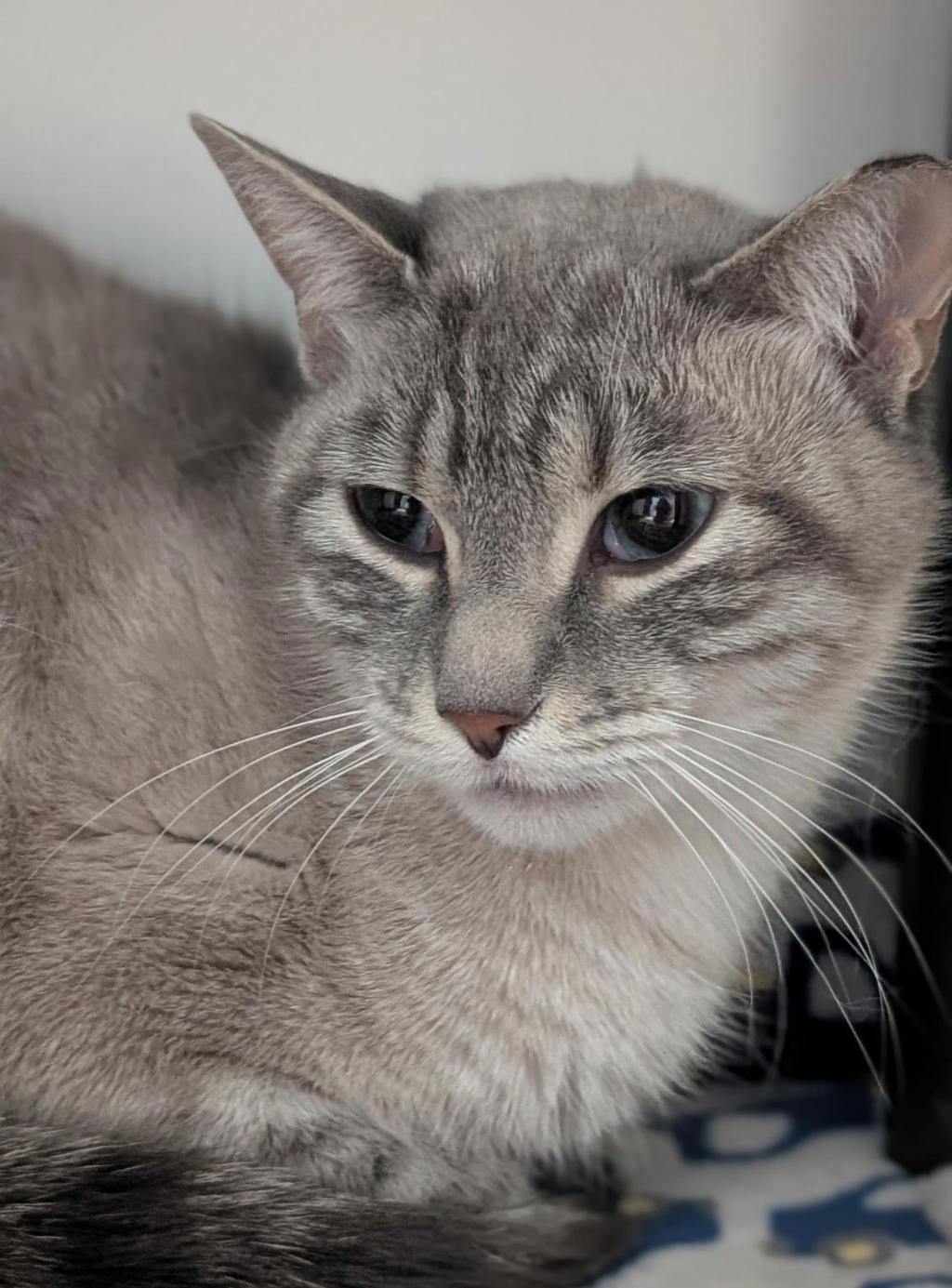 Shelter Stray Female Cat last seen UT, 511 W 3900 S, Salt Lake City, UT 84123, USA