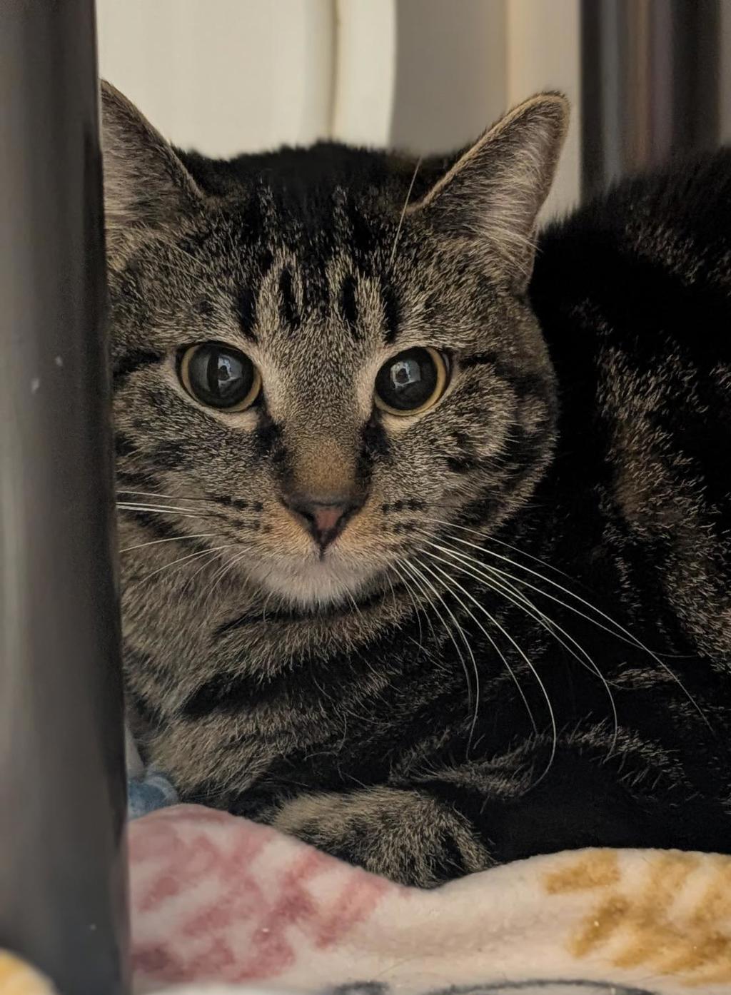 Shelter Stray Female Cat last seen Near W 3500 S, Magna Township, UT, 84044, 511 W 3900 S, Salt Lake City, UT 84123, USA