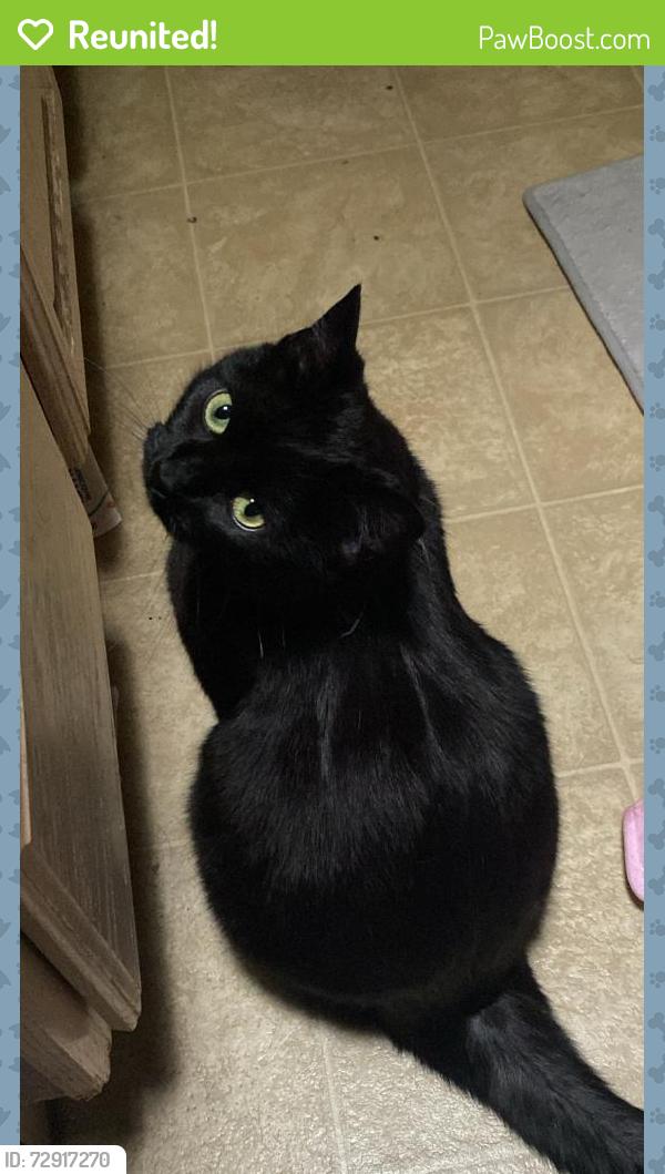 Reunited Female Cat last seen North side of Wichita way , Bend, OR 97701