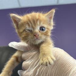 Shelter Stray Male Cat last seen Near W California Avenue, SALT LAKE CITY, UT, 84104, 511 W 3900 S, Salt Lake City, UT 84123, USA