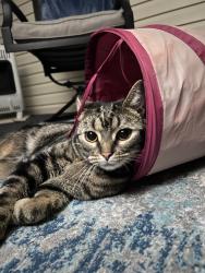 Reunited Female Cat last seen South Franklin community center , South Franklin Township, PA 15301