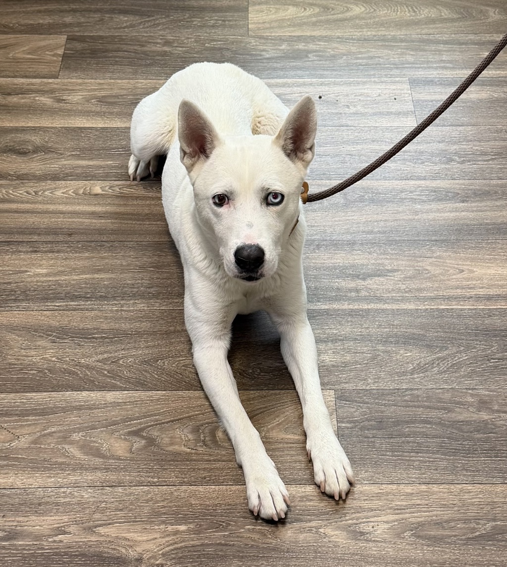 Shelter Stray Male Dog last seen W Point Loma Boulevard, San Diego, CA, 92107, 5500 Gaines St, San Diego, CA 92110, USA