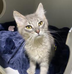 Shelter Stray Female Cat last seen Near N Pierce Street, El Cajon, CA, 92020, San Diego, CA 92110