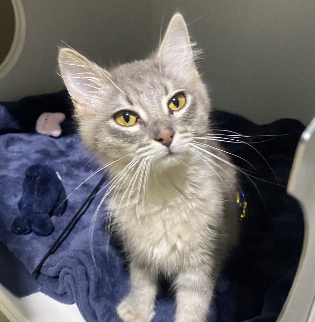 Shelter Stray Female Cat last seen Near N Pierce Street, El Cajon, CA, 92020, San Diego, CA 92110