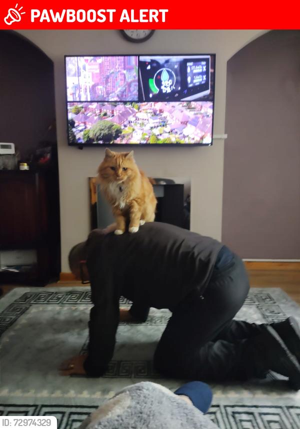 Lost Male Cat last seen The crown junction, Merseyside, England L11