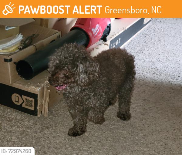 Found/Stray Male Dog last seen Cottage Place / North Lake apmts / Beechwood apmts, Greensboro, NC 27455