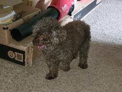 Found/Stray Male Dog last seen Cottage Place / North Lake apmts / Beechwood apmts, Greensboro, NC 27455