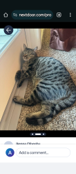 Lost Male Cat last seen Kibby & 140 near Merced fruitbarn, Merced, CA 95340