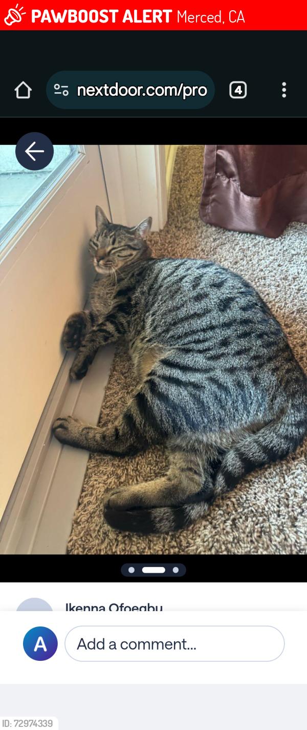 Lost Male Cat last seen Kibby & 140 near Merced fruitbarn, Merced, CA 95340
