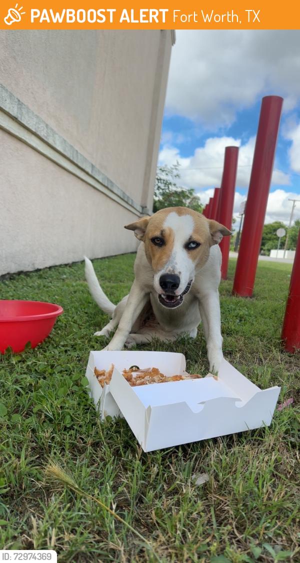 Found/Stray Female Dog last seen Near azle ave , Fort Worth, TX 76106