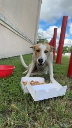 Found/Stray Female Dog last seen Near azle ave , Fort Worth, TX 76106