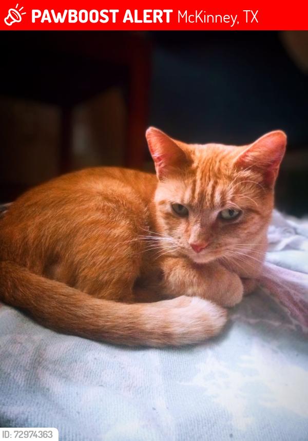 Lost Female Cat last seen US 380 , Airport Rd, McKinney, TX 75069