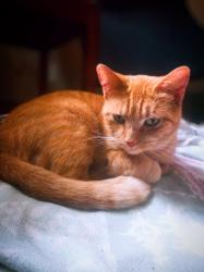 Lost Female Cat last seen US 380 , Airport Rd, McKinney, TX 75069