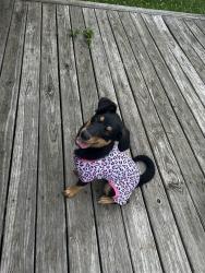 Reunited Female Dog last seen Yucatan dr, Indianapolis, IN 46237