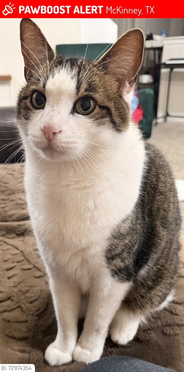 Lost Male Cat last seen Virginia and Custer near 380, McKinney, TX 75071