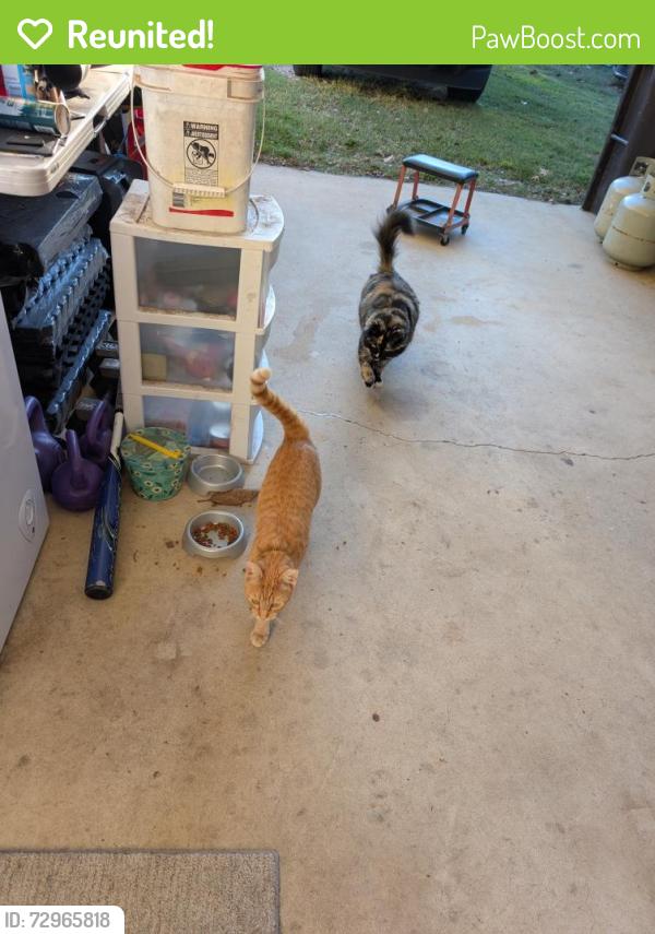 Reunited Female Cat last seen Martin Road, Saint Pauls, NC 28384