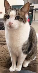 Lost Male Cat last seen Virginia and Custer near 380, McKinney, TX 75071