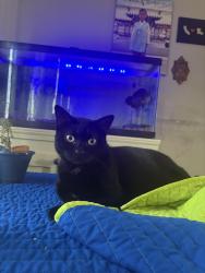Reunited Female Cat last seen Ole Miss Dr and E Purdue Pl, Kenner, LA 70065