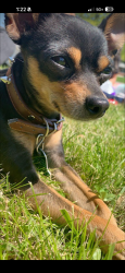 Lost Male Dog last seen High School Rd and Morris St, Indianapolis, IN 46241