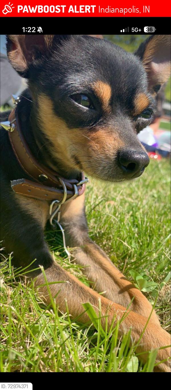 Lost Male Dog last seen High School Rd and Morris St, Indianapolis, IN 46241