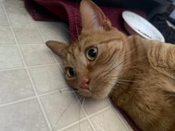 Reunited Unknown Cat last seen Hoyte Ave E and Hazel St N, Saint Paul, MN 55119
