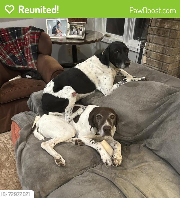 Reunited Male Dog last seen Quarter mile east of Sam's., Springfield, MO 65804