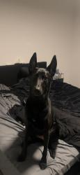 Reunited Female Dog last seen Crenshaw and pch, Torrance, CA 90505
