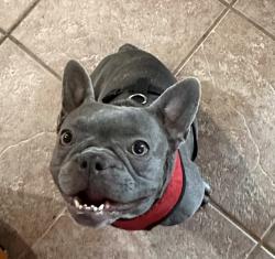 Reunited Female Dog last seen Pyle and  lemon thyme st , Las Vegas, NV 89183