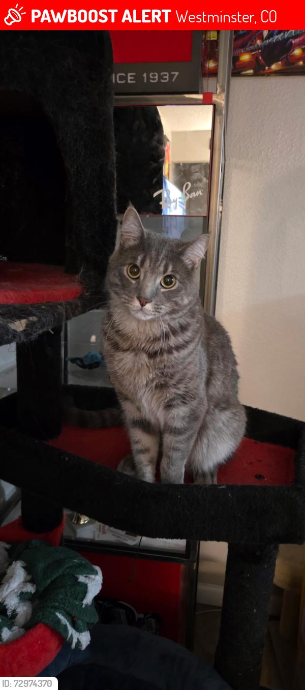 Lost Male Cat last seen 92nd federal Apts, Westminster, CO 80031