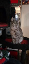 Lost Male Cat last seen 92nd federal Apts, Westminster, CO 80031