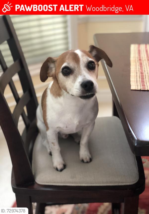 Lost Male Dog last seen Skipfare Ct - Rivers Falls neighborhood , Woodbridge, VA 22192