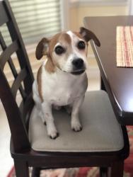 Lost Male Dog last seen Skipfare Ct - Rivers Falls neighborhood , Woodbridge, VA 22192