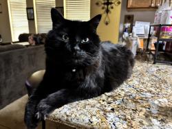 Lost Male Cat last seen Roan Valley & Roan Park, San Antonio, TX 78259