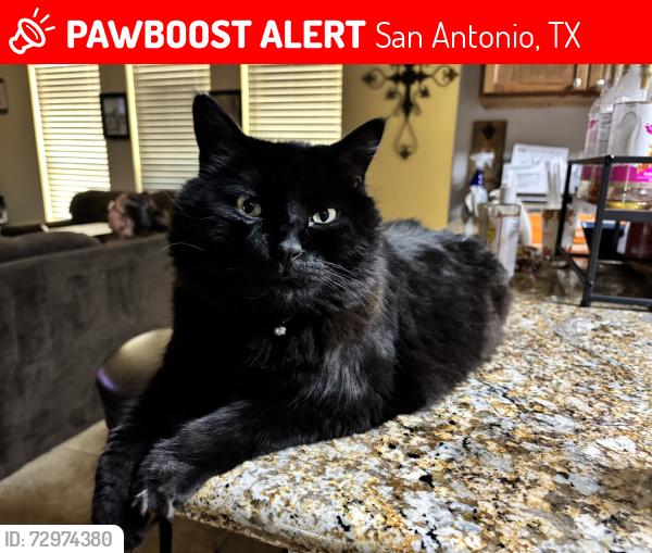Lost Male Cat last seen Roan Valley & Roan Park, San Antonio, TX 78259