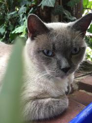 Lost Female Cat last seen Brown & Aspen Sts, Philadelphia, PA 19130