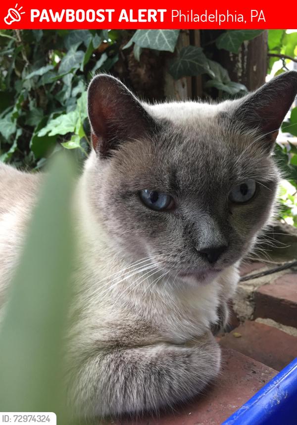 Lost Female Cat last seen Brown & Aspen Sts, Philadelphia, PA 19130