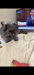 Reunited Male Dog last seen Bennett Park, Midland, MI 48640