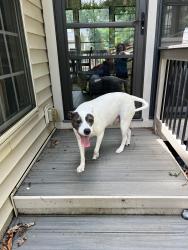 Reunited Female Dog last seen Elrond drive and Rivendell , Charlotte, NC 28269