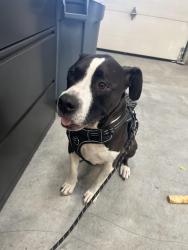 Reunited Male Dog last seen Cabana inn 1600 W Main St, Boise, ID 83702