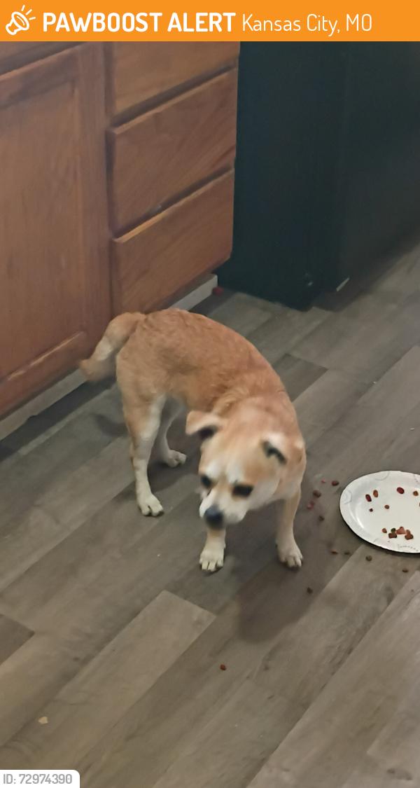 Found/Stray Male Dog last seen Norton and Thompson , Kansas City, MO 64124
