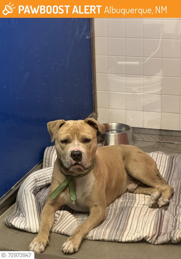 Found/Stray Male Dog last seen Eucariz avenue and thoroughbred drive, Albuquerque, NM 87121