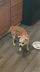Found/Stray Male Dog last seen Norton and Thompson , Kansas City, MO 64124