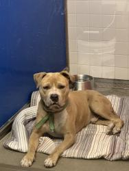 Found/Stray Male Dog last seen Eucariz avenue and thoroughbred drive, Albuquerque, NM 87121
