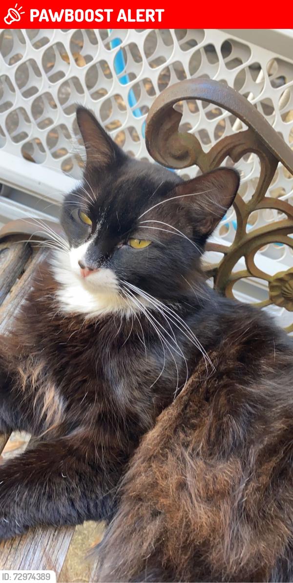 Lost Male Cat last seen neighborhood behind lowe’s , Fort Walton Beach, FL 32547
